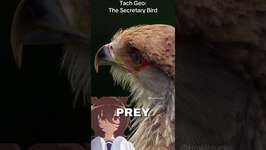 Meet the Secretary Bird! #umamusume #umamusumeprettyderby #ウマ娘 #anime #animals #shorts