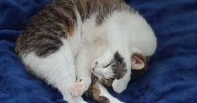 eスポーツ辛いよ日記30　隣は暴走特急アッシュサポ。みんなのご飯が……。『LOL』